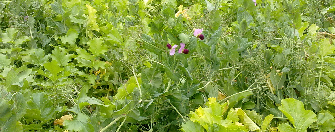 Cover crops