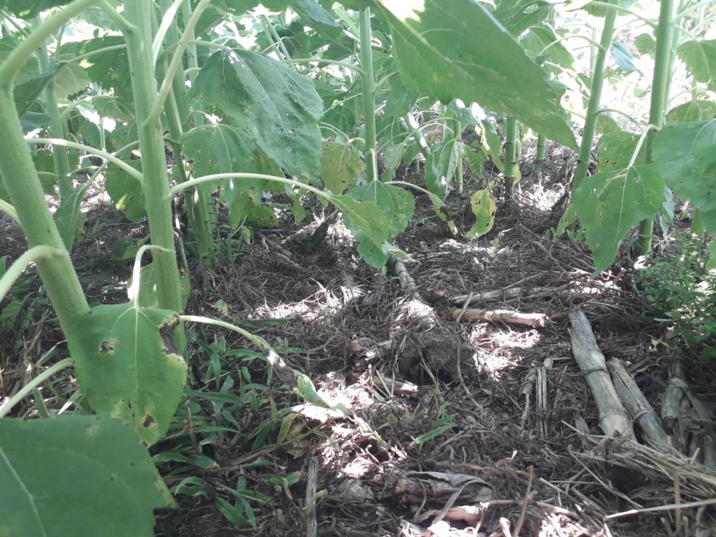 Болгарія No-till