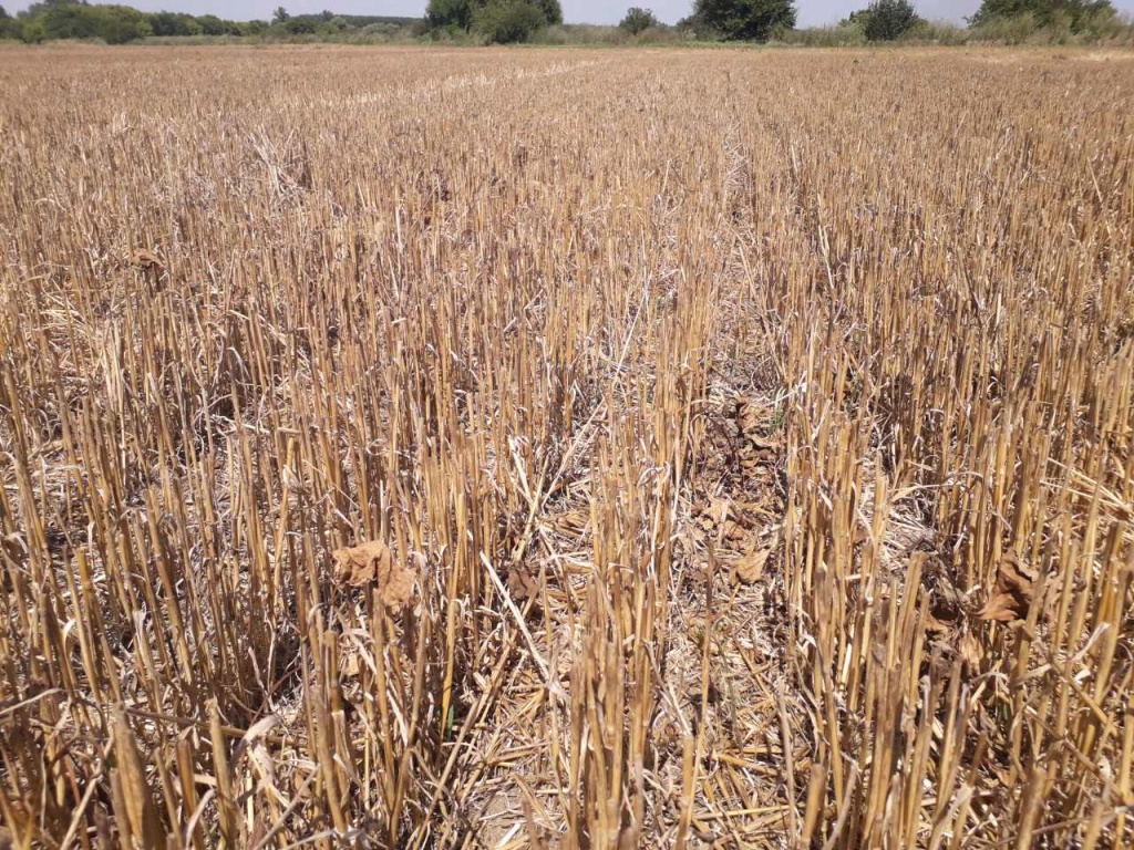 Болгарія No-till