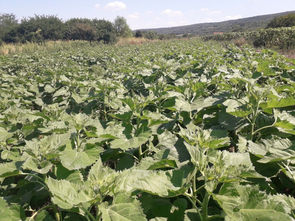 Болгарія No-till