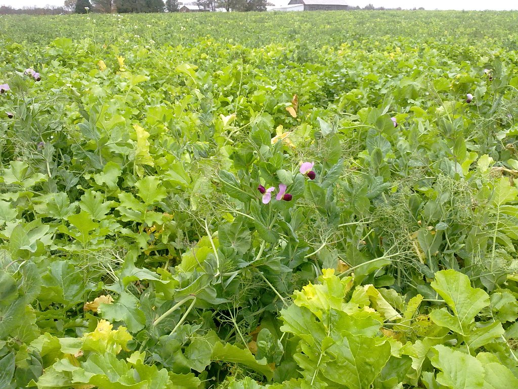 cover crops